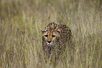 Cheetah (Acinonyx jubatus) shy cheetah in long grass, Cheetah Conservation Fund, Otijwarongo, Namibia