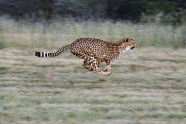 Cheetah (Acinonyx jubatus) running, Cheetah Conservation Fund, Otijwarongo, Namibia