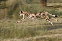 Cheetah (Acinonyx jubatus) running, Cheetah Conservation Fund, Otijwarongo, Namibia