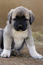 Anatolian Shepherd (Canis familiaris) puppy. Adults used to protect goat herds from cheetah attack, Cheetah Conservation Fund, Otijwarongo, Namibia
