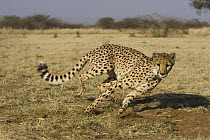 Cheetah (Acinonyx jubatus) rescued from a trap on a livestock farm, chasing after blue flag during exercise time, Cheetah Conservation Fund, Otijwarongo, Namibia