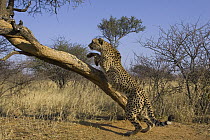 Cheetah (Acinonyx jubatus) climbing tree, defense behavior, Namibia