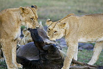 African Lion (Panthera leo) females bringing down and suffocating wildebeest, Masai Mara National Reserve, Kenya
