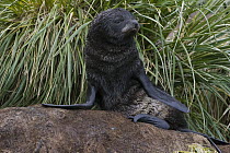 Antarctic Fur Seal (Arctocephalus gazella) 1 to 2 week old pup, Fortuna Bay, South Georgia
