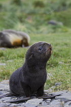 Antarctic Fur Seal (Arctocephalus gazella) 1 to 2 week old pup, Grytviken, South Georgia