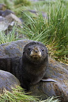 Antarctic Fur Seal (Arctocephalus gazella) 1 to 2 week old pup in tussock grass, Prion Island, South Georgia