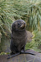 Antarctic Fur Seal (Arctocephalus gazella) 1 to 2 week old pup, Prion Island, South Georgia