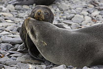 Antarctic Fur Seal (Arctocephalus gazella) mother and 1 to 2 week old pup, Prion Island, South Georgia