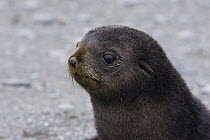 Antarctic Fur Seal (Arctocephalus gazella) 1 to 2 week old pup, Salisbury Plain, South Georgia