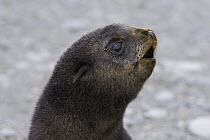 Antarctic Fur Seal (Arctocephalus gazella) 1 to 2 week old pup calling for its mother, Salisbury Plain, South Georgia