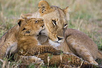 African Lion (Panthera leo) mother and young cubs, approximately 8 weeks old, vulnerable, Masai Mara National Reserve, Kenya