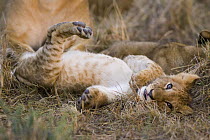 African Lion (Panthera leo) playful 2-3 month old cub sprawling on back, vulnerable, Masai Mara National Reserve, Kenya