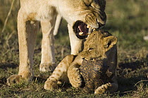 African Lion (Panthera leo) mother growling at curious 4 month old cub playing with tortoise, vulnerable, Masai Mara National Reserve, Kenya, sequence 3 of 4