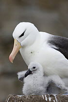 Black-browed Albatross (Thalassarche melanophrys) parent and 1-2 week old chick on nest, endangered, New Island, Falkland Islands