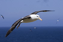 Black-browed Albatross (Thalassarche melanophrys) flying, endangered, Steeple Jason, Falkland Islands