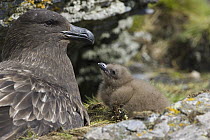Great Skua (Catharacta skua) adult with chick, Shingle Cove, Coronation Island, South Orkney Island