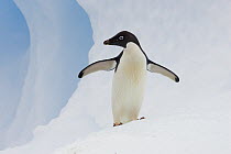 Adelie Penguin (Pygoscelis adeliae) on iceberg, Paulet Island, Antarctica