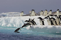 Adelie Penguin (Pygoscelis adeliae) group jumping off iceberg into icy water, Paulet Island, Antarctica