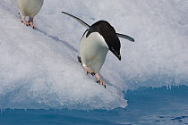 Adelie Penguin (Pygoscelis adeliae) preparing to diving from edge of iceberg into cold water, Paulet Island, Antarctica