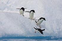 Adelie Penguin (Pygoscelis adeliae) group diving off iceberg, Paulet Island, Antarctica