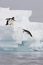Adelie Penguin (Pygoscelis adeliae) diving off iceberg into icy water as others watch, Paulet Island, Antarctica