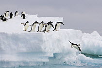 Adelie Penguin (Pygoscelis adeliae) diving off iceberg and others watch, Paulet Island, Antarctica