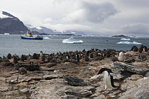 Adelie Penguin (Pygoscelis adeliae) colony with cruise ship in background, Shingle Cove, Coronation Island, South Orkney Islands