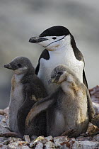 Chinstrap Penguin (Pygoscelis antarctica) parent and two chicks, Booth Island, Antarctica