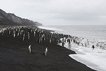 Chinstrap Penguin (Pygoscelis antarctica) colony on black sand beach, Bailey Head, Deception Island, Antarctica
