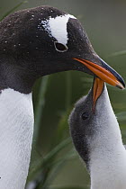 Gentoo Penguin (Pygoscelis papua) adult and hungry 2-3 week old chick begging for food, Gold Harbor, South Georgia Island