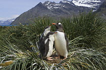 Gentoo Penguin (Pygoscelis papua) parent and two 2-4 week old chicks on nest, Gold Harbor, South Georgia Island