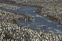 King Penguin (Aptenodytes patagonicus) adults and chicks gathering around river near rookery, Saint Andrews Bay, South Georgia Island
