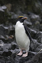 Macaroni Penguin (Eudyptes chrysolophus) vulnerable, Hercules Bay, South Georgia Island