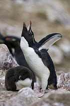 Rockhopper Penguin (Eudyptes chrysocome) parent braying, with chick at nest, New Island, Falkland Islands