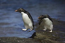 Rockhopper Penguin (Eudyptes chrysocome) hopping from rock to rock, New Island, Falkland Islands