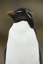 Rockhopper Penguin (Eudyptes chrysocome), New Island, Falkland Islands