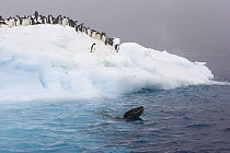 Leopard Seal (Hydrurga leptonyx) swiming near Adelie Penguins (Pygoscelis adeliae) on ice floe as penguins watch, Paulet Island, Antarctica
