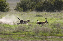 Cheetah (Acinonyx jubatus) chasing male Thomson's Gazelle (Eudorcas thomsonii), Masai Mara National Reserve, Kenya