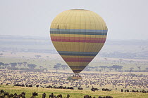Hot air balloon flying over wildebeest her Masai Mara, Masai Mara Triangle, Kenya