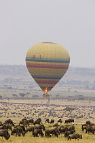 Hot air balloon flying wildebeest herd, Masai Mara Triangle, Kenya