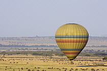 Hot air balloon flying over wildebeest herd, Masai Mara Triangle, Kenya