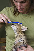 Serval (Leptailurus serval) kitten, five week old orphan being groomed by Suzi Eszterhas with toothbrush which resembles shape, size and texture of mother's tongue, Masai Mara Reserve, Kenya