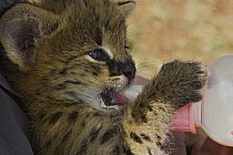 Serval (Leptailurus serval) kitten, three week old orphan feeding from baby bottle, Masai Mara Reserve, Kenya