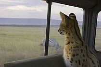 Serval (Leptailurus serval) kitten, six month old orphan watching zebra through car window while on a game drive, Masai Mara, Kenya