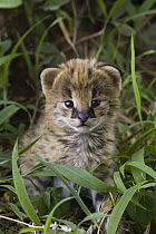 Serval (Leptailurus serval) kitten, two week old orphan with its ears just starting to open, Masai Mara Reserve, Kenya
