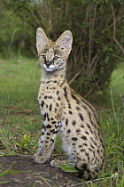 Serval (Leptailurus serval) kitten, twelve week old orphan, Masai Mara Reserve, Kenya