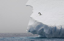 Adelie Penguin (Pygoscelis adeliae) on edge of iceberg, Paulet Island, Antarctica