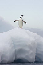 Adelie Penguin (Pygoscelis adeliae) standing on iceberg, Paulet Island, Antarctica