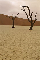Camelthorn (Alhagi maurorum) trees and calcite at Dead Veil, Namib-Naukluft National Park, Namib Desert, Namibia