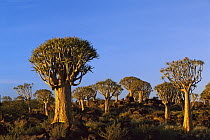 Quiver Tree (Aloe dichotoma), Kokerboom Forest, Keetmanshoop, Namibia